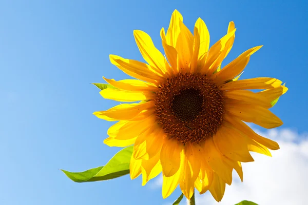 Schöne Sonnenblume mit grünen Blättern — Stockfoto