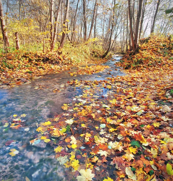 Bach im Herbstwald — Stockfoto