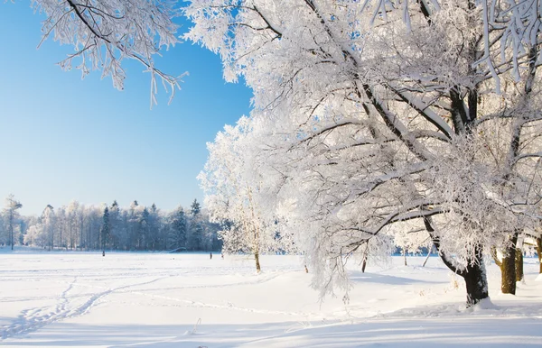 Winterpark in de sneeuw Stockfoto