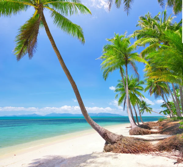 Praia com coqueiro e mar — Fotografia de Stock