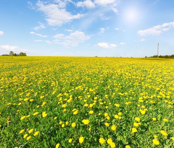 Yellow flowers hill under blue cloudy sky — Stock Photo, Image