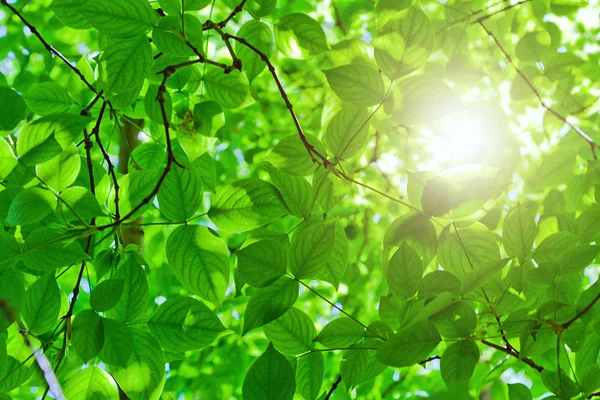 Zelené listy a slunce — Stock fotografie