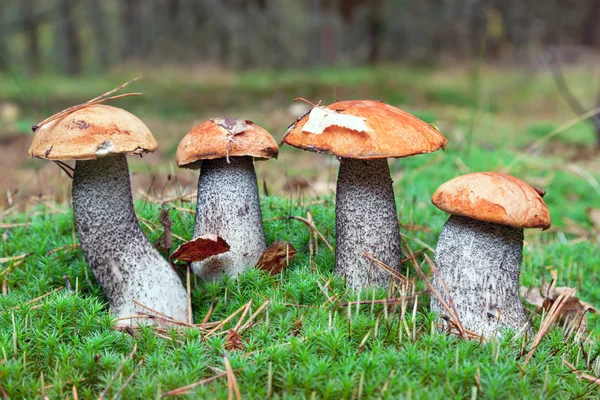 Jadalne grzyby w lesie. pomarańczowy czapka Borowik — Zdjęcie stockowe