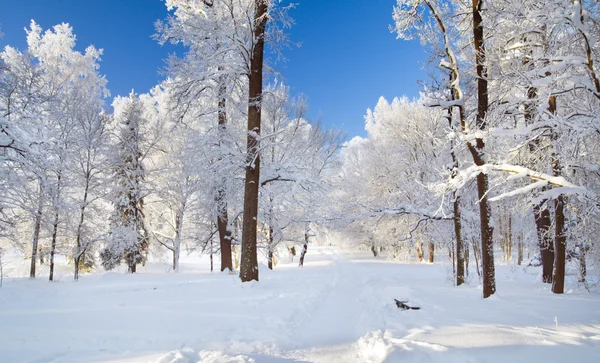 Zimní park ve sněhu Stock Snímky