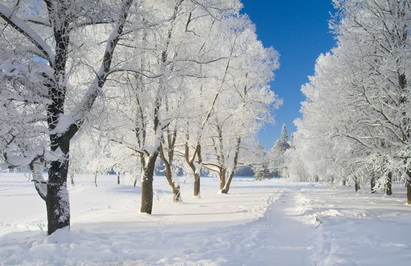 Zimowy park w śniegu — Zdjęcie stockowe