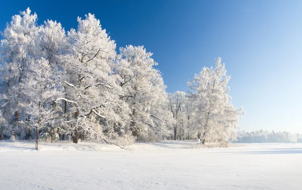 Winterpark im Schnee — Stockfoto