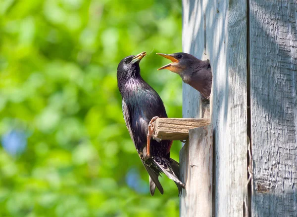 Starling nourrir son nichon — Photo