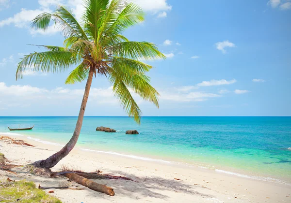 Тропический пляж с кокосовой пальмой — стоковое фото