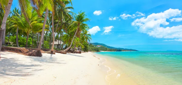 热带海滩，有椰子树 — 图库照片