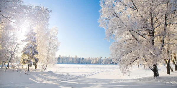 Parque de invierno en nieve — Foto de Stock