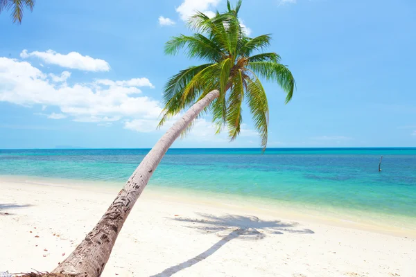Hindistan cevizi palmiyeli tropik plaj — Stok fotoğraf
