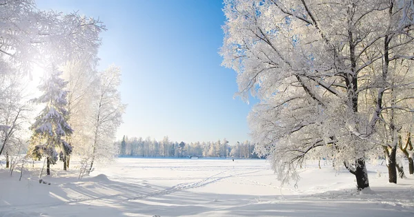 Parque de invierno en nieve —  Fotos de Stock