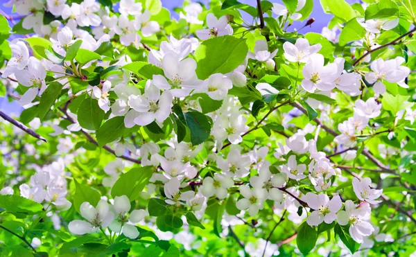 Fiore di ramo melo e cielo azzurro con sole — Foto Stock