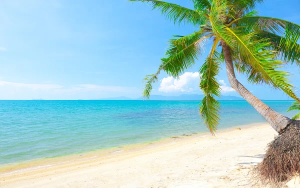 有椰子树和海的海滩 — 图库照片