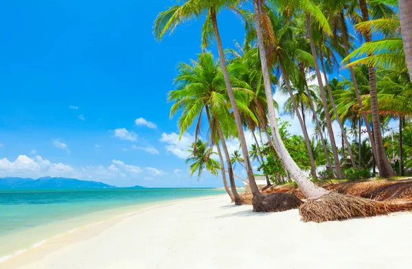 Plaża z palmą kokosową i morzem — Zdjęcie stockowe