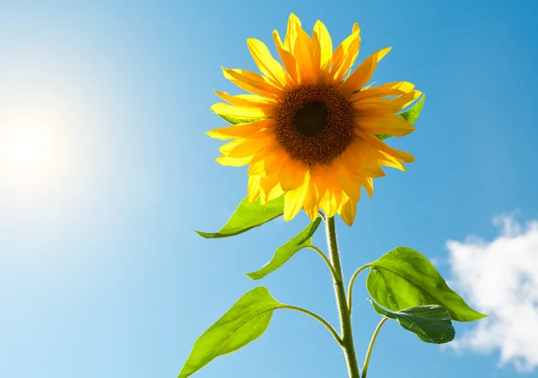 Krásné slunečnice se zelenými listy — Stock fotografie
