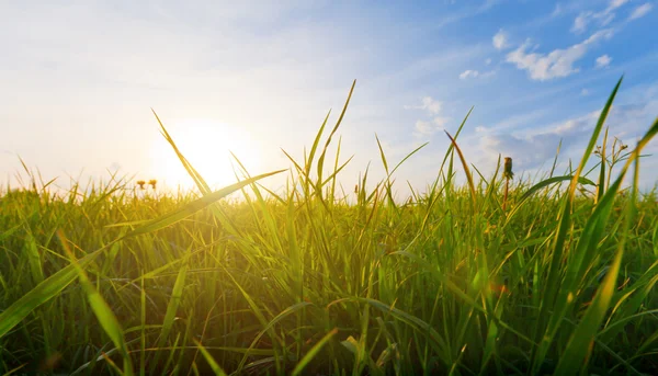 Gröna fält och blå himmel med sol — Stockfoto