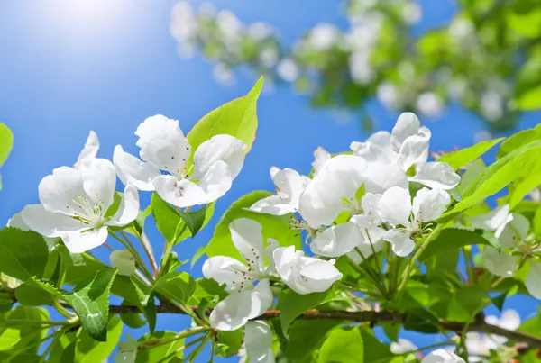 Gren blomma äpple träd och blå himmel med sol — Stockfoto