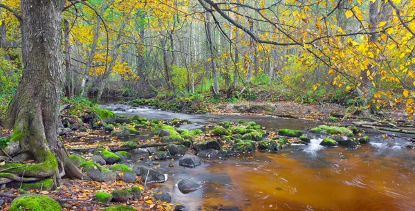 Rzeka w jesiennym lesie — Zdjęcie stockowe