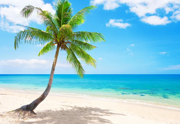 Spiaggia con palma da cocco e mare — Foto Stock