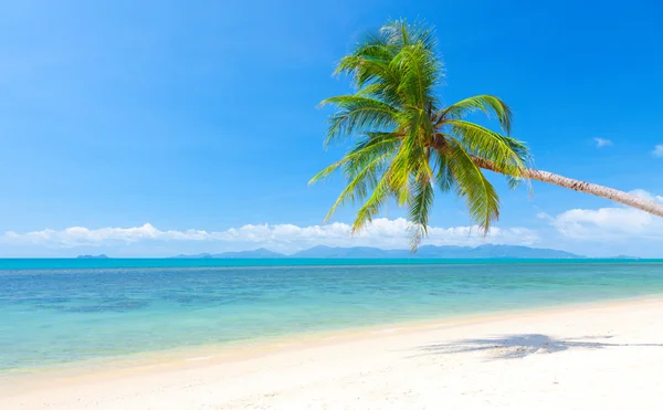 Hindistan cevizi palmiyeli ve denizli kumsal — Stok fotoğraf