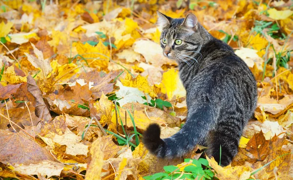 Beautiful kitty on the autumn leaves — Stock Photo, Image
