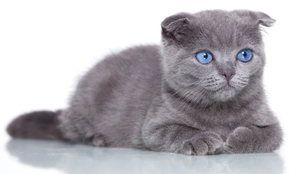 Kat kedi yavrusu — Stok fotoğraf