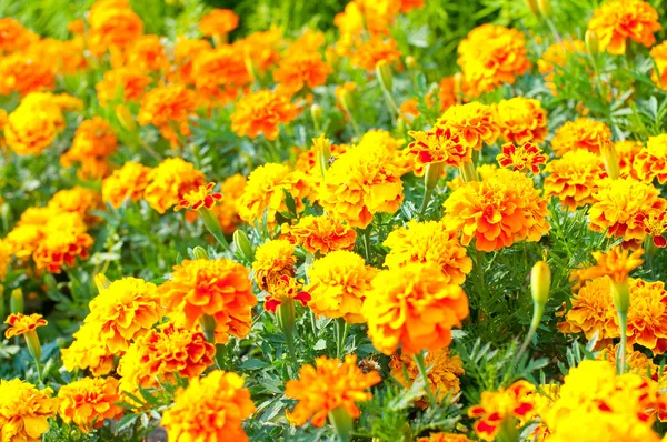 Francuski marigold — Zdjęcie stockowe
