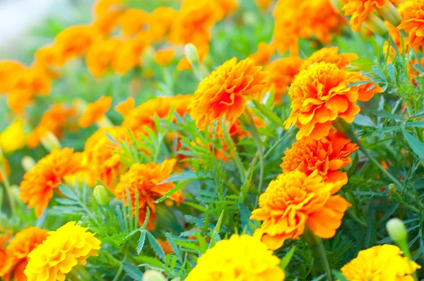 Fransız kadife çiçeği — Stok fotoğraf