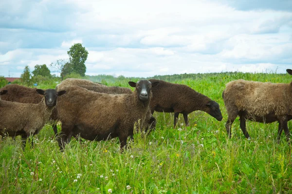 stock image Sheep on the field