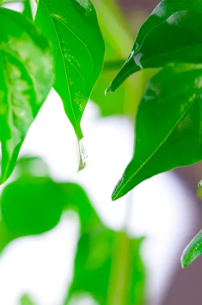 Folhas verdes bonitas — Fotografia de Stock