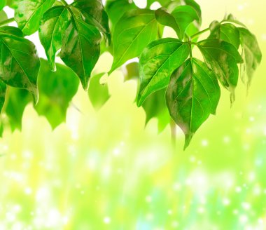 Green beautiful leaves clipart