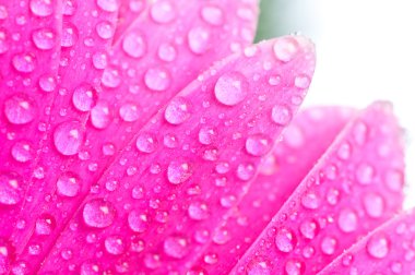 Petals pink gerbers with dew drops clipart