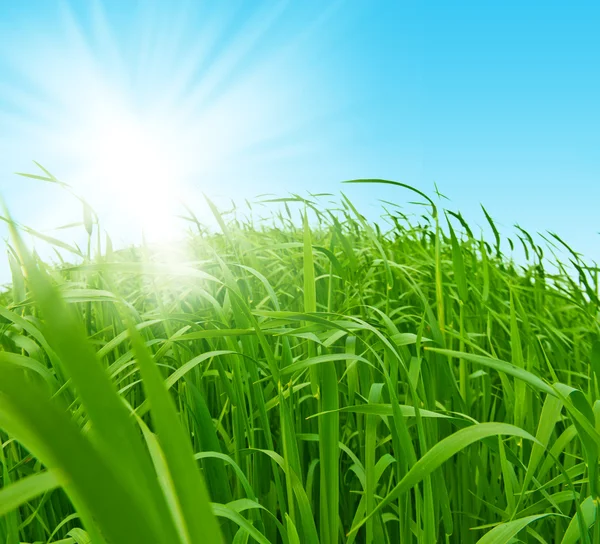 Свежая зеленая трава против неба — стоковое фото