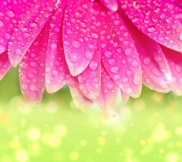 Petals pink gerbers with dew drops — Stock Photo, Image