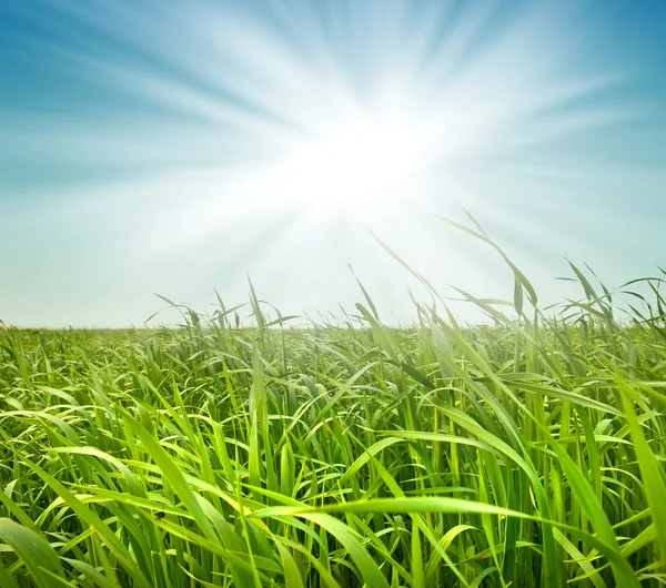 Färskt grönt gräs mot himlen — Stockfoto