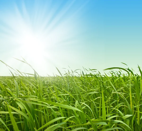 Свежая зеленая трава против неба — стоковое фото