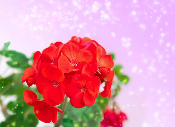 Red geranium. — Stock Photo, Image