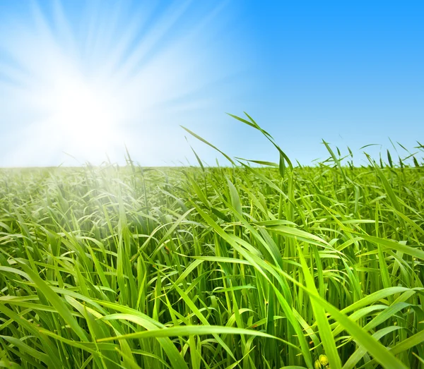 Čerstvě zelená tráva proti obloze — Stock fotografie
