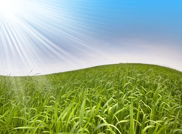 Świeża zielona trawa na niebie — Zdjęcie stockowe