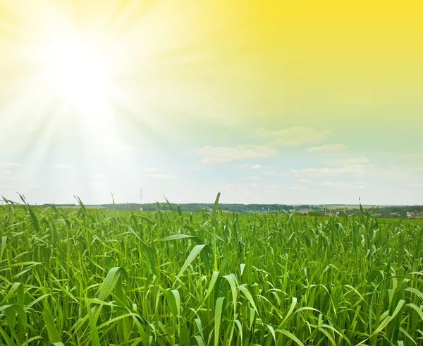 Čerstvě zelená tráva proti obloze — Stock fotografie