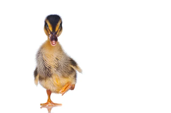 Ducklings na białym tle — Zdjęcie stockowe