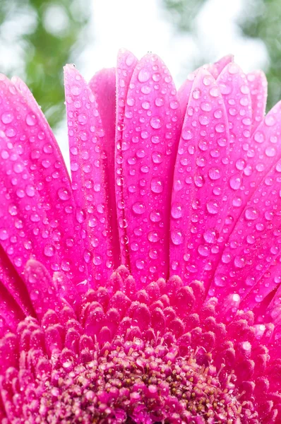 露の滴で花弁ピンク gerbers — ストック写真