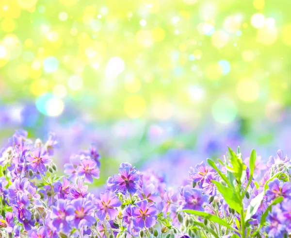 초여름 꽃 제라늄 — 스톡 사진
