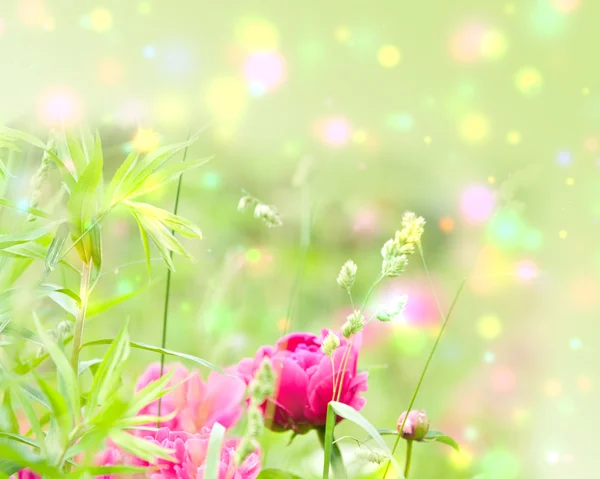 Vår blommar i trädgården — Stockfoto