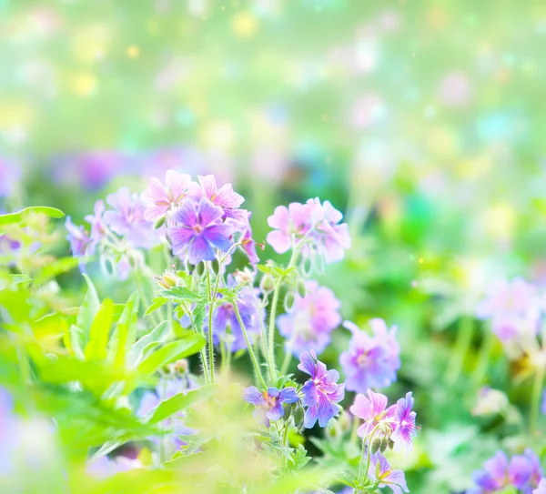 Early summer flowering geranium — Zdjęcie stockowe