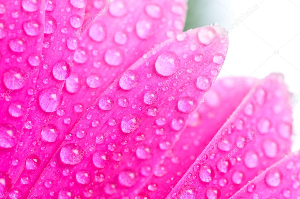 Petals pink gerbers with dew drops