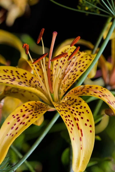 Lily blomma i naturen — Stockfoto
