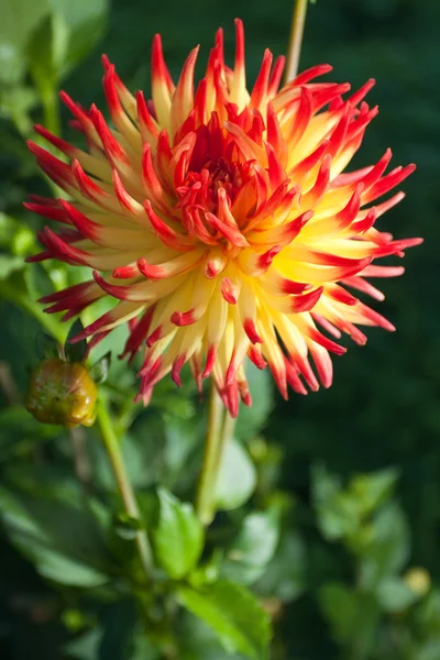 Röd gul dahlia blomma — Stockfoto