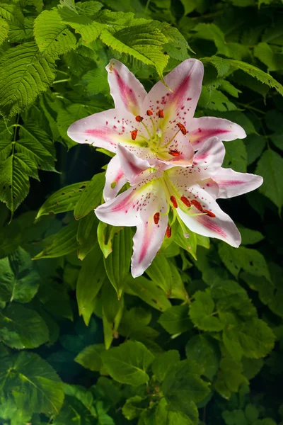 ลิลลี่ ดอกไม้ในธรรมชาติ — ภาพถ่ายสต็อก
